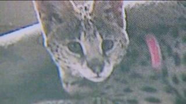 Mequon drafting exotic cat ban after serval hit by car