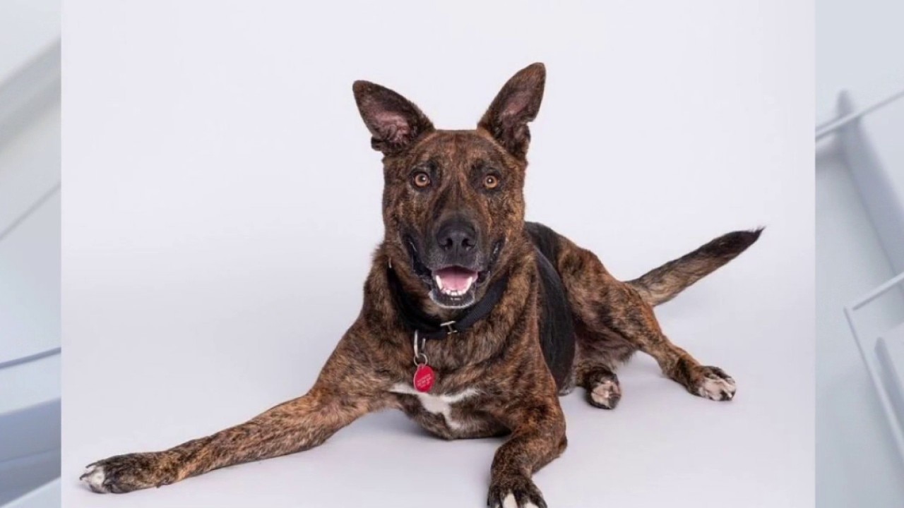 Pet of the weekend | Meet King at Austin Animal Services