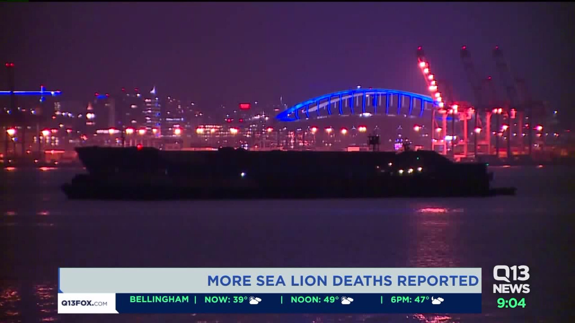 Another sea lion found shot to death