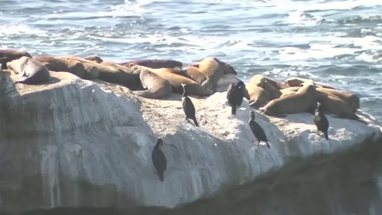San Diego's plan to clear the air at stinky La Jolla Cove