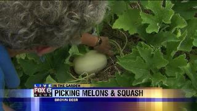 Picking melons and squash