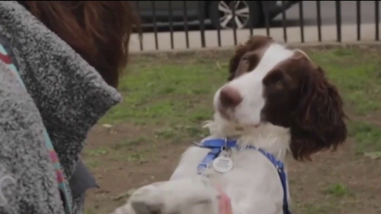 Parasite threats on the rise for pets