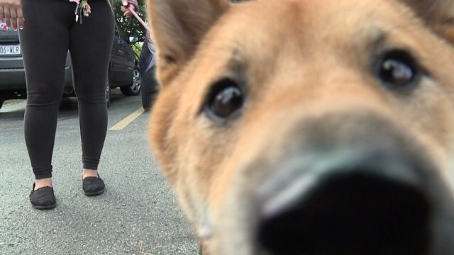 Dozens of animals find forever homes during MADACC`s "Empty the Shelter" event