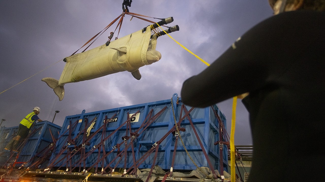 7 whales rescued from closed marine park in Canada