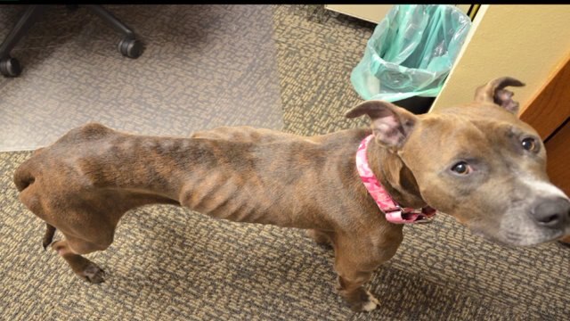 Dog found emaciated gets second life through community