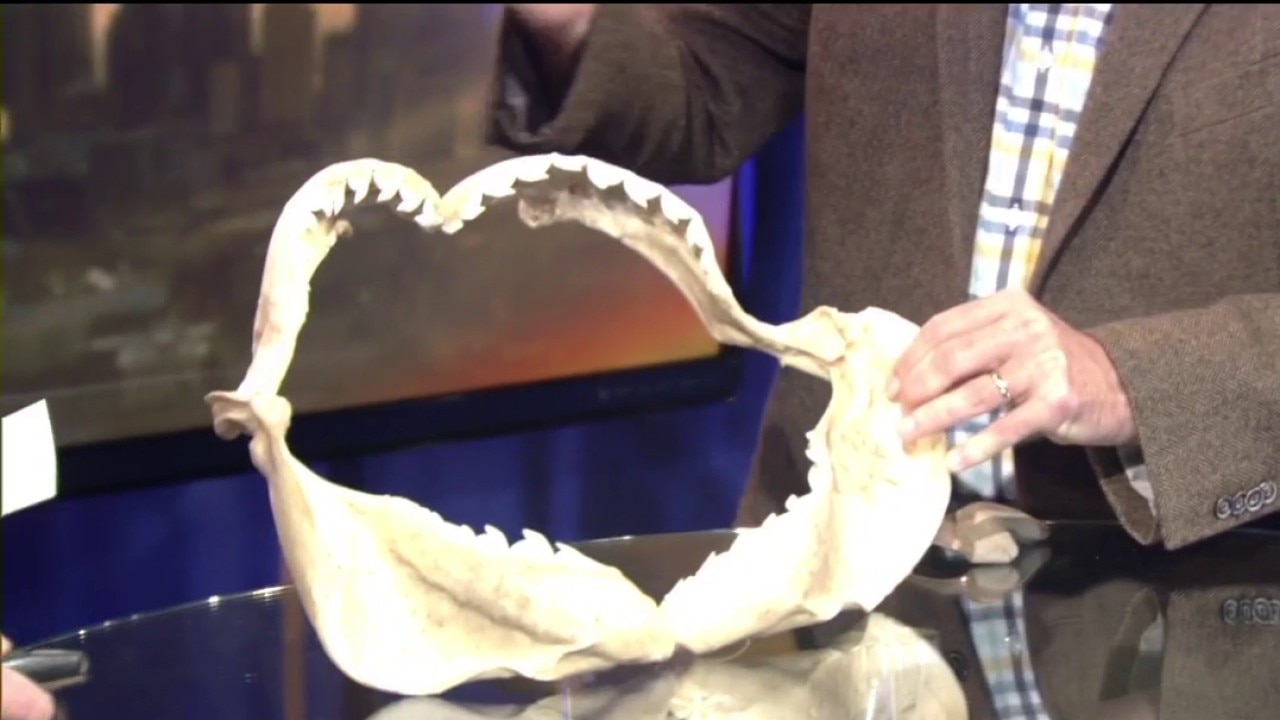 Perot Museum Expert Featured on Discovery's Shark Week