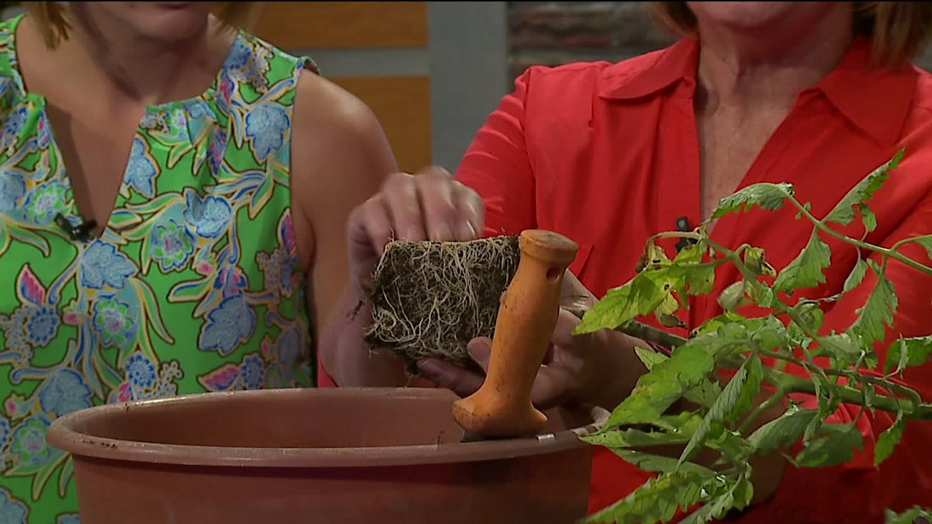 Edibles you can still plant