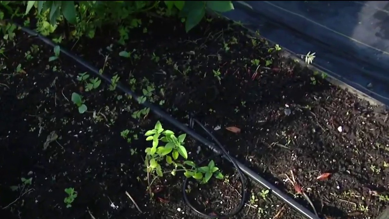 Importance of soil temperature for plants