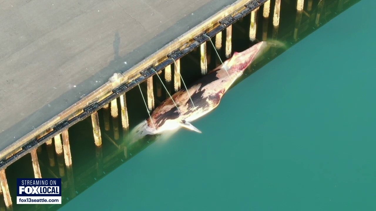 Fin whale found dead in Port of Tacoma was struck by vessel