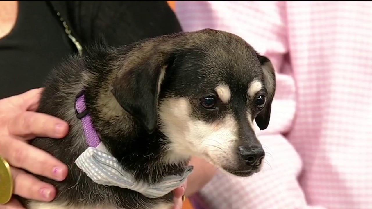 Pet of the Day: Jango