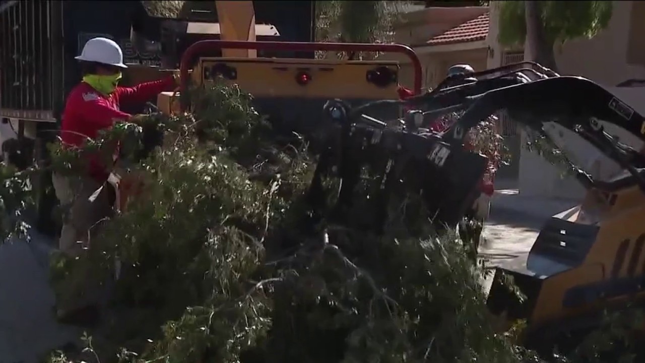 Arizona tree removal services remain busy as monsoon season ends