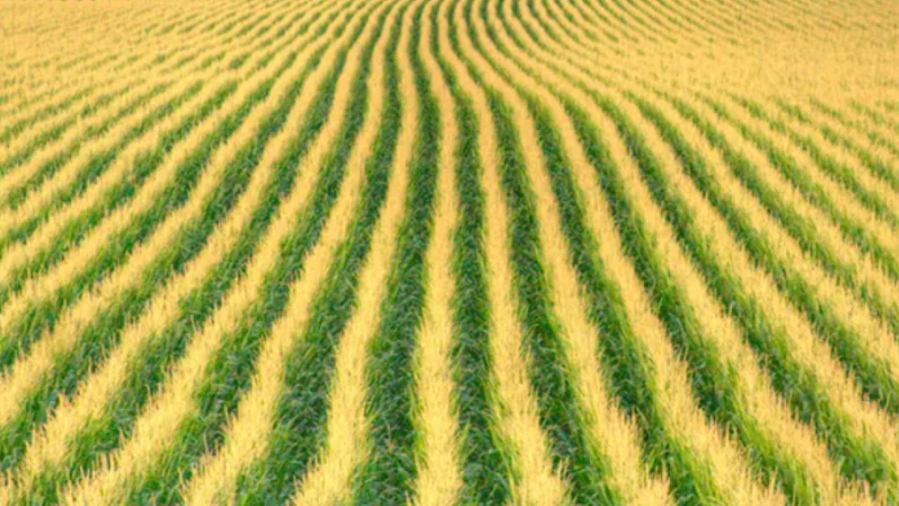 What you need to know about "corn sweat" | ChicagoLIVE