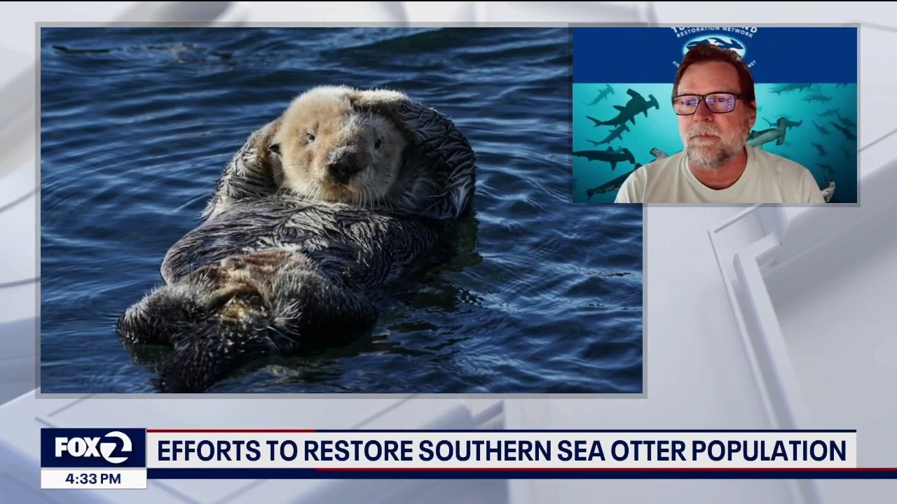 New strategy to bring Southern Sea Otters back to Northern California