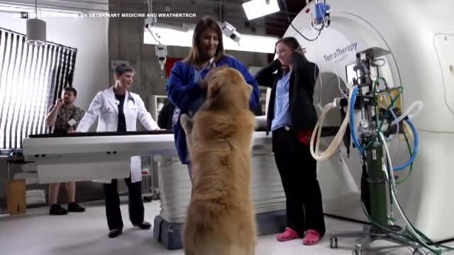 Man buys $6 million Super Bowl ad for his dog