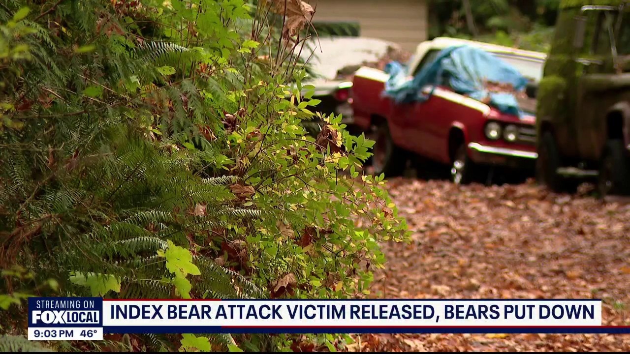 Bears euthanized after attacking woman in backyard in Index