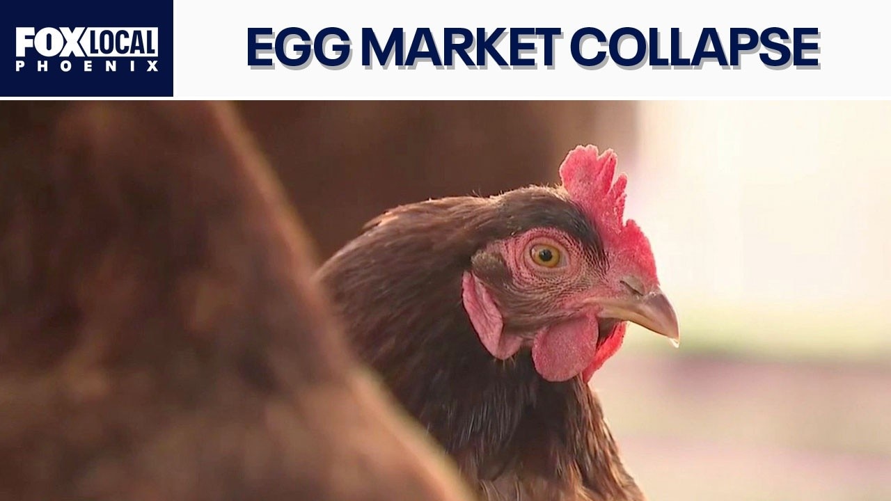 Egg prices crack: What it means for family farms