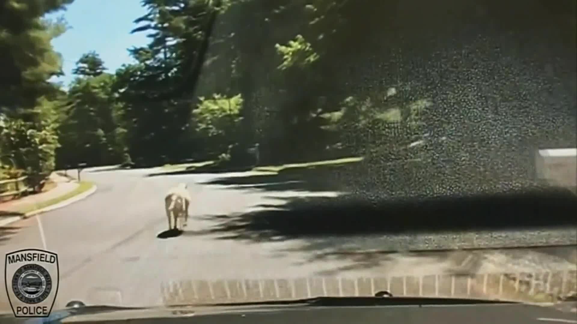 Sheep leads police on a chase