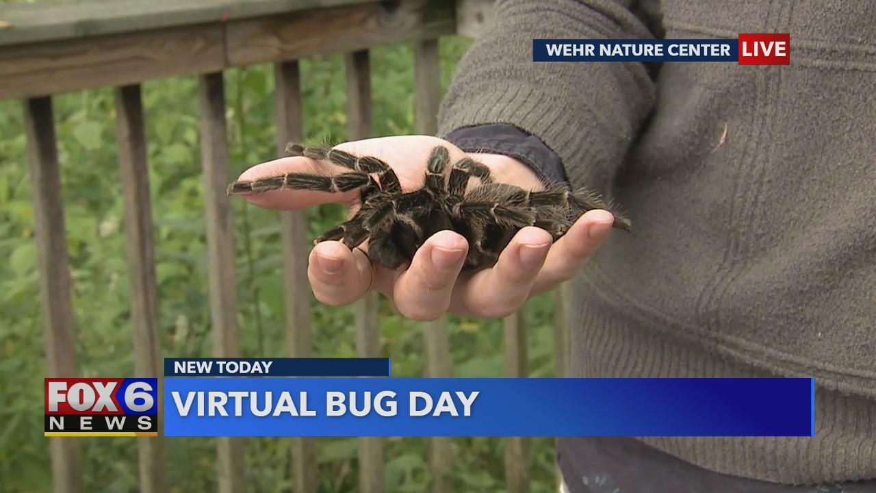 This year, Bug Day at The Wehr Nature Center is going virtual