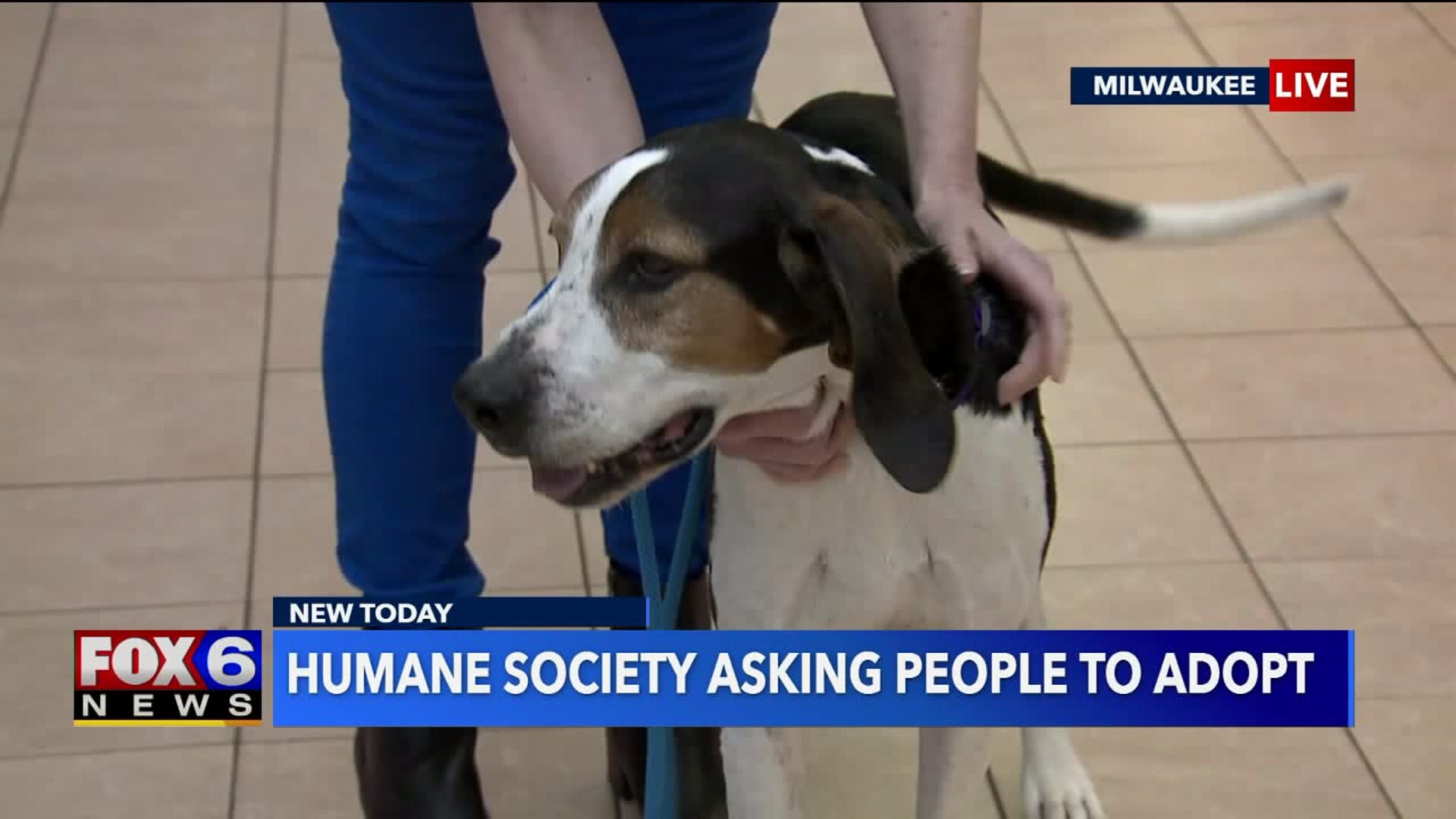 Helping the Humane Society
