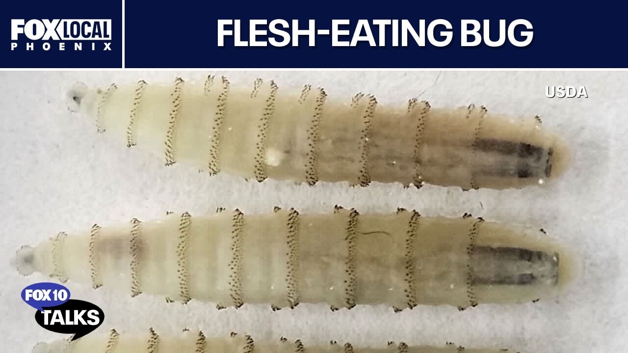 1st case of New World screwworm in AZ | FOX 10 Talks