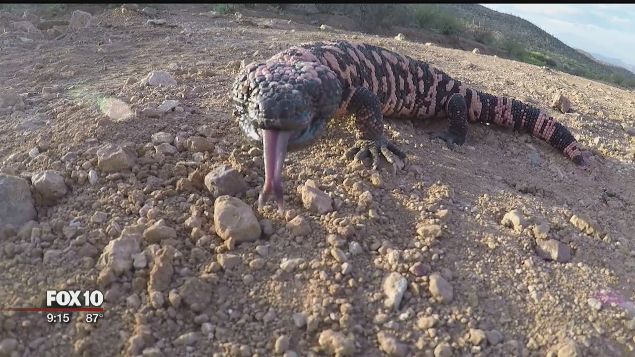 Law enforcement working to capture "Herpers"