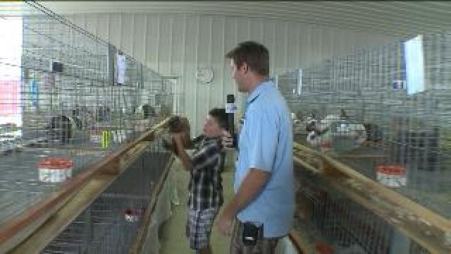 Chip checks out animals on display at Washington County Fair