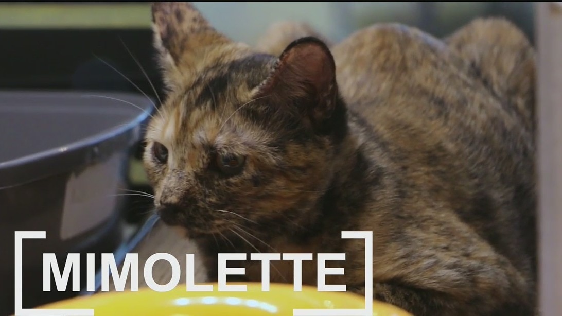 Pets of the Day: Mimolette and Ubriaco
