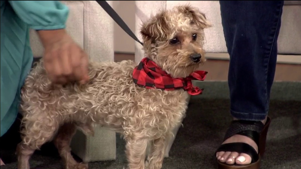 Pet of the Week: Meet Brownie