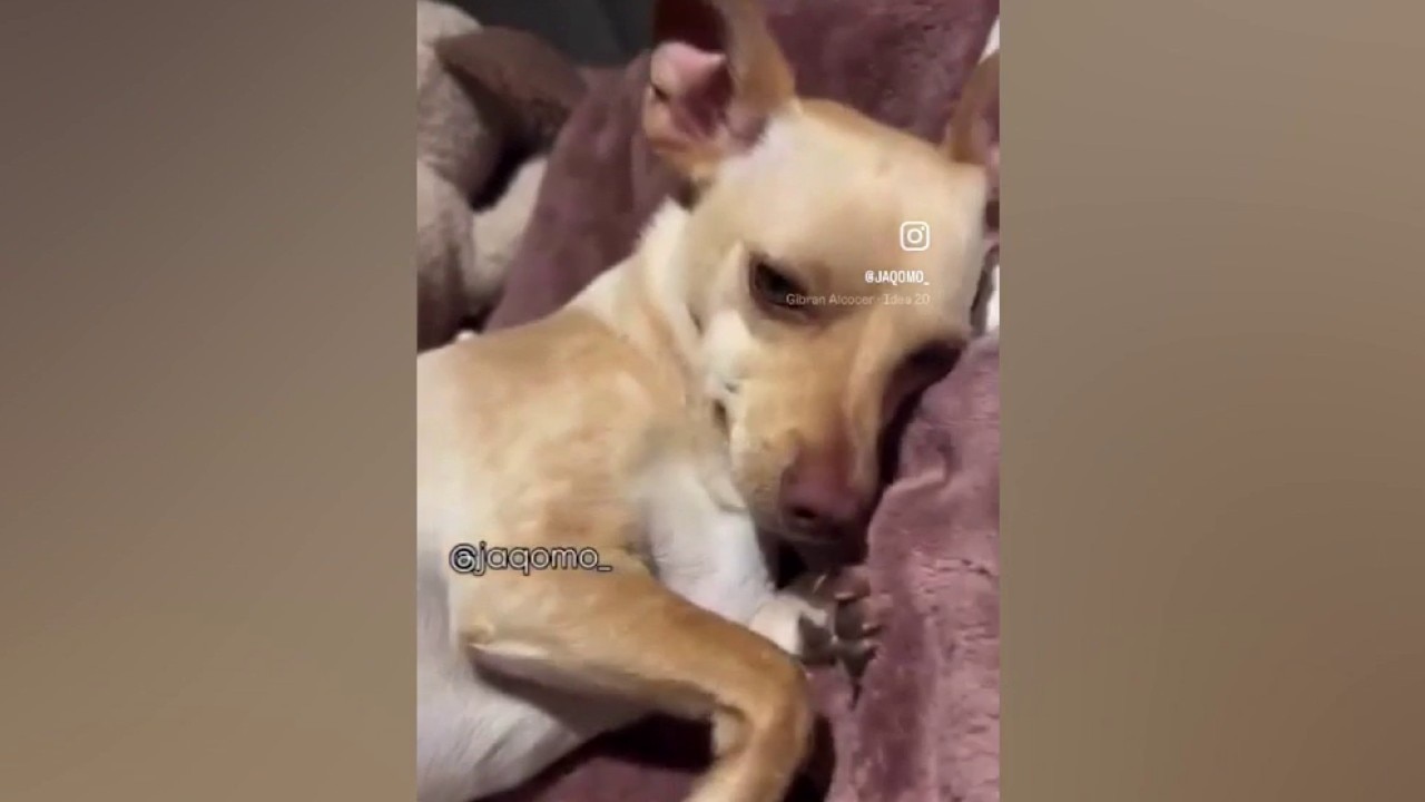 "Puppy" killed by coyote in Palos Verdes Estates