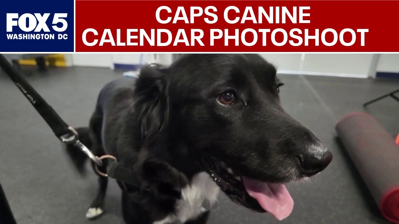 Washington Capitals hold canine calendar photoshoot