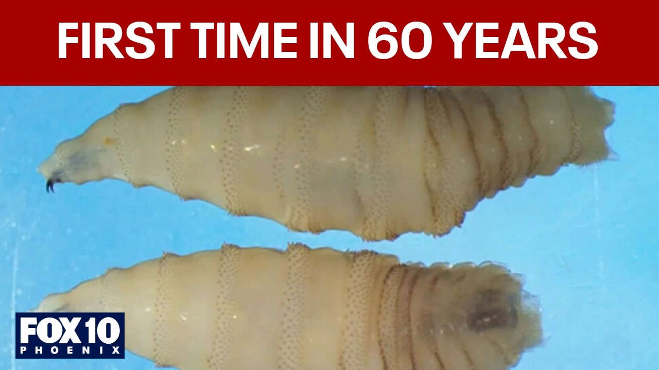 New World screwworm flesh-eating fly detected in Texas calf