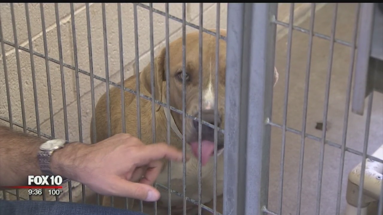 Animals dropped off at Maricopa County Animal Care and Control overnight