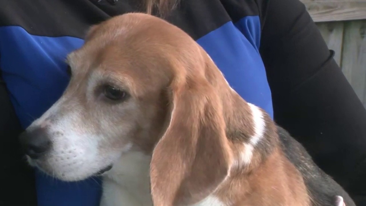 Beagles rescued from research facility arrive in Atlanta