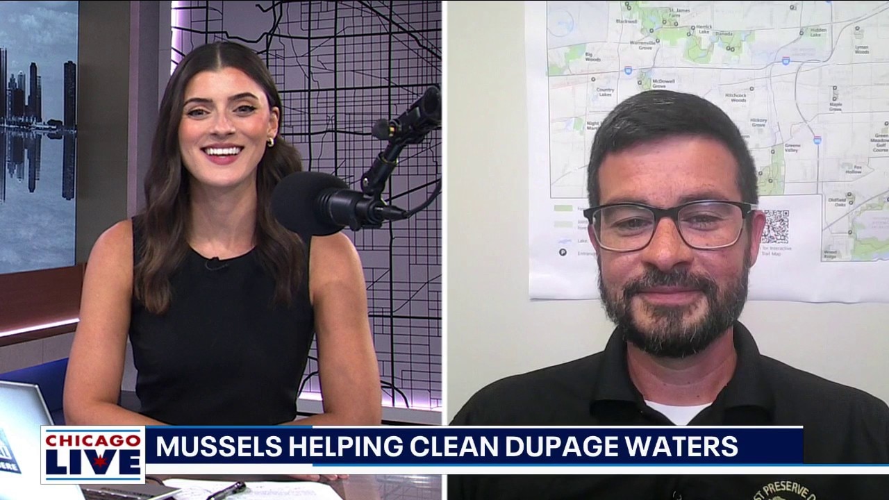 DuPage preparing to release fifty thousandth mussel into waterways.