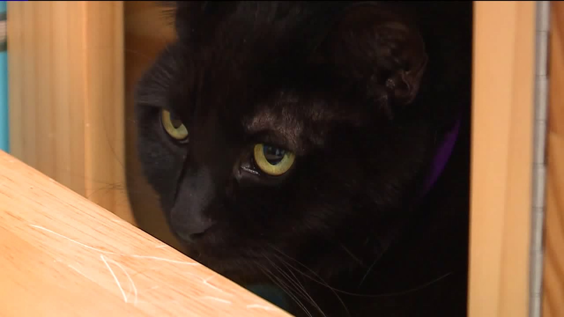 Meet Slinky! #whynotmepets