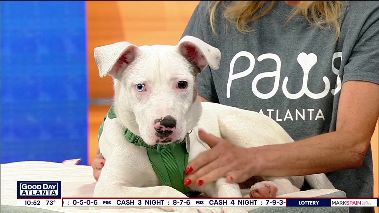 Pet of the day: Hopscotch