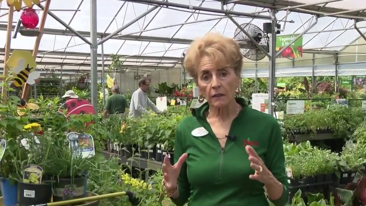 Pike Nurseries: Native plants