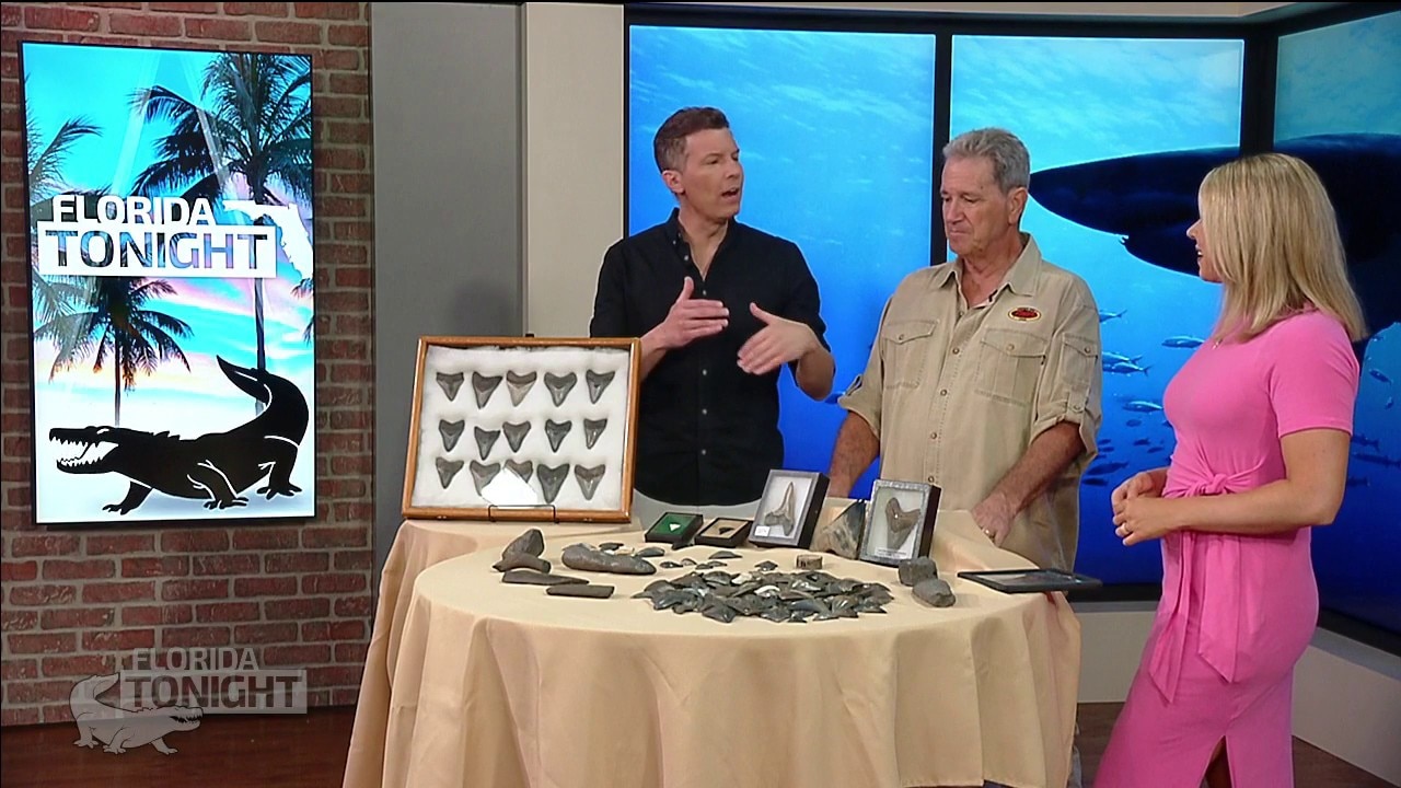 The best place for finding megalodon shark teeth is right here in Florida