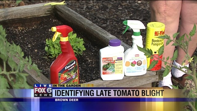 Tips, tricks for identifying late tomato blight