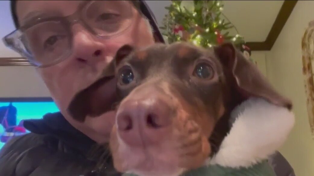 FOX 26 Pet Parade: Meet 'Ellie"
