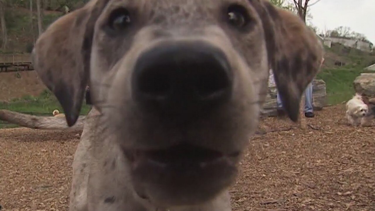 National Pet Dental Health Month