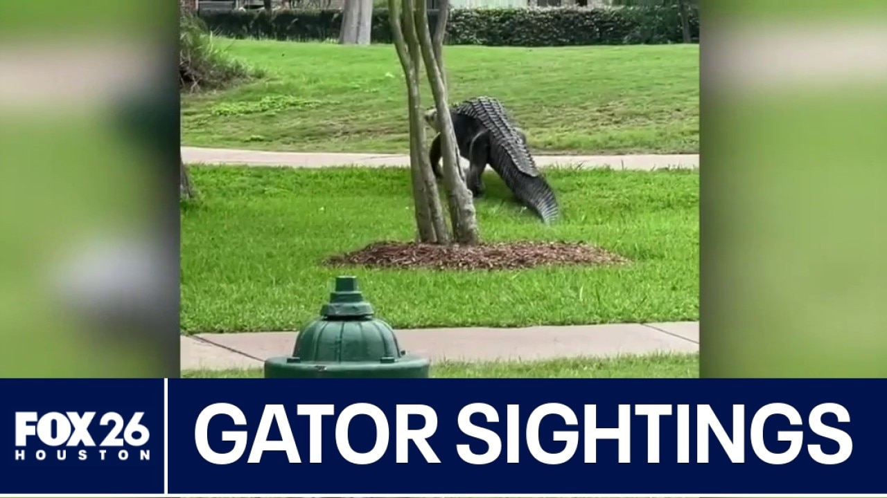 Gator sightings increasing in the Houston area 