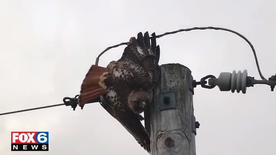 Hawk rescue