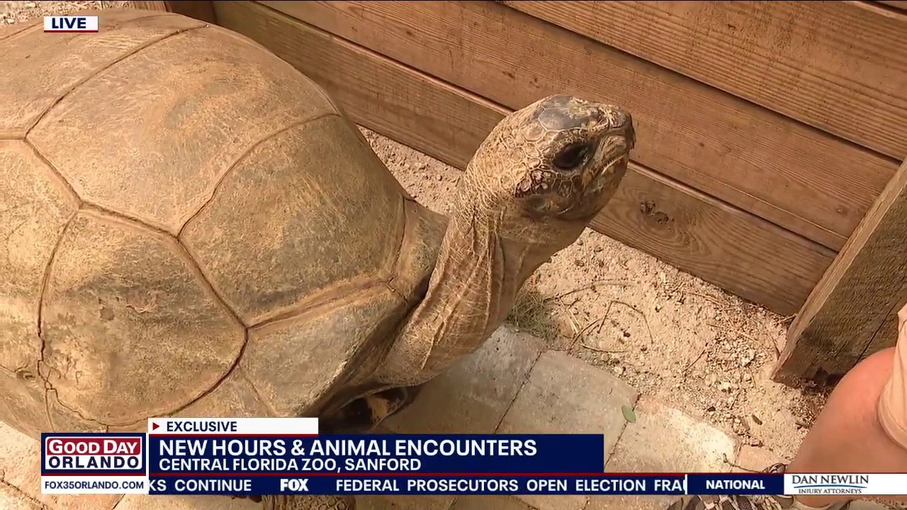Behind-the-scenes: Central Florida Zoo's tortoise encounter