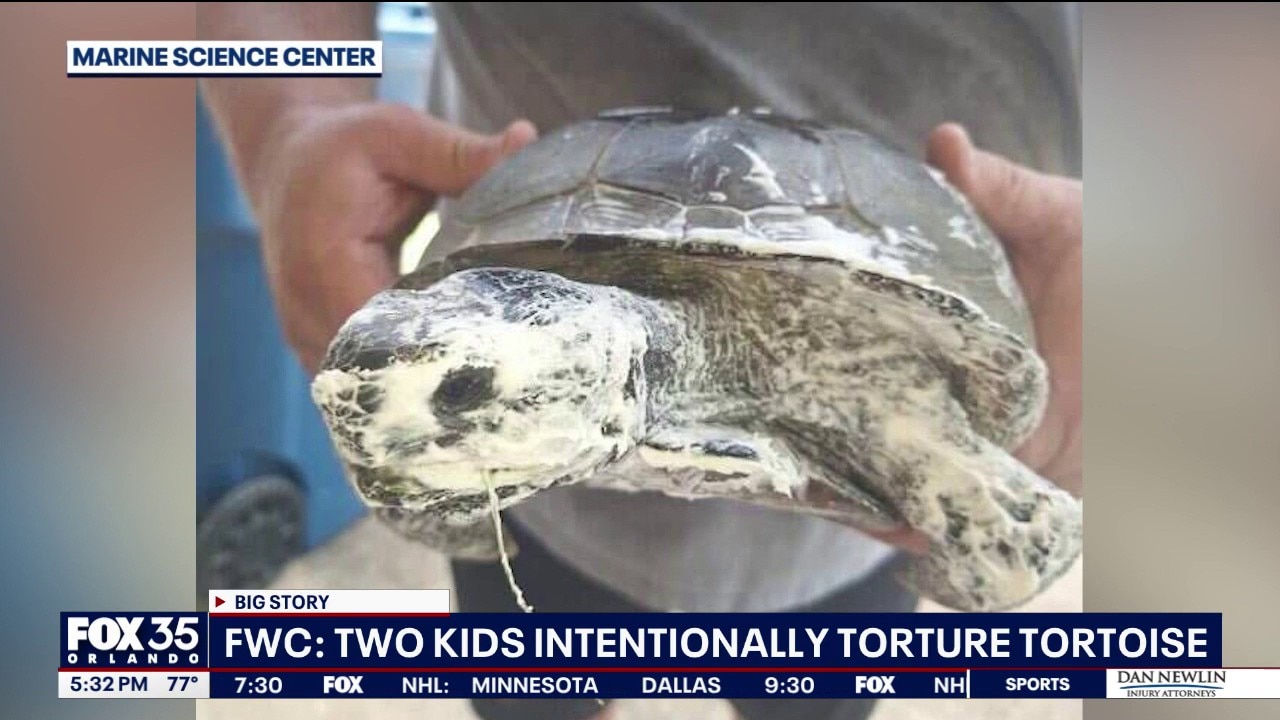 Officials: Gopher tortoise found with foam insulation sprayed on it