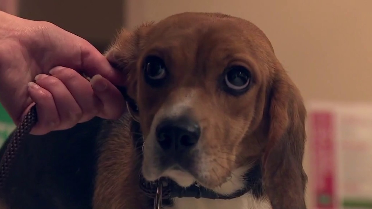 Ridglan Farms Beagles, 10 sent to Milwaukee-area foster homes