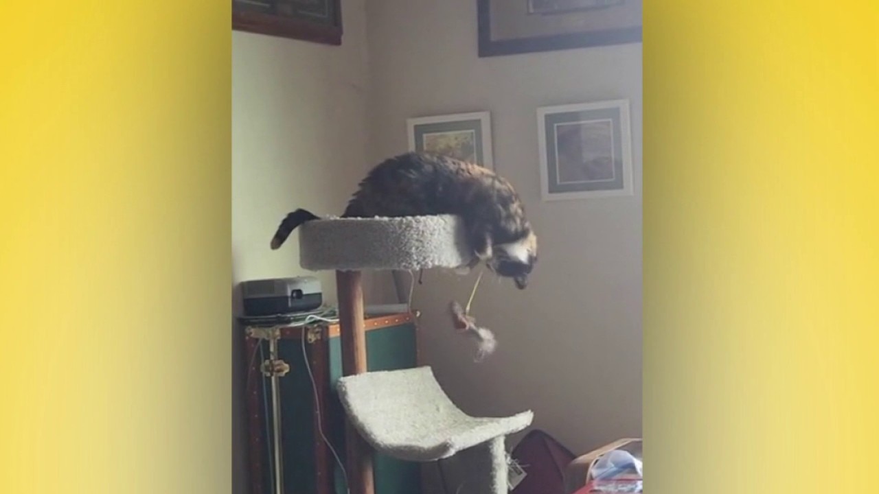 Good Day Pet Tricks, 10/6