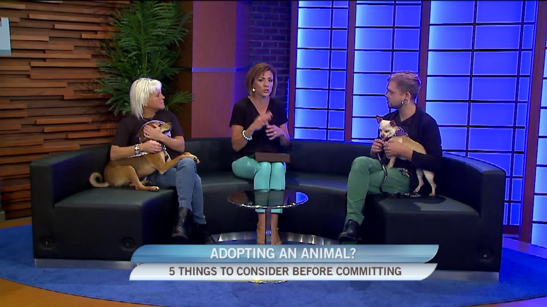 Are you ready to adopt?