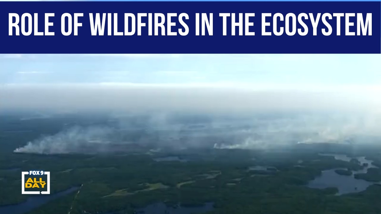 Understanding wildfire's role in the ecosystem