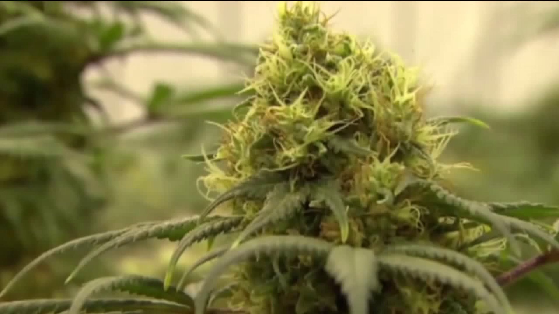 State board considers requiring pesticide testing on pot